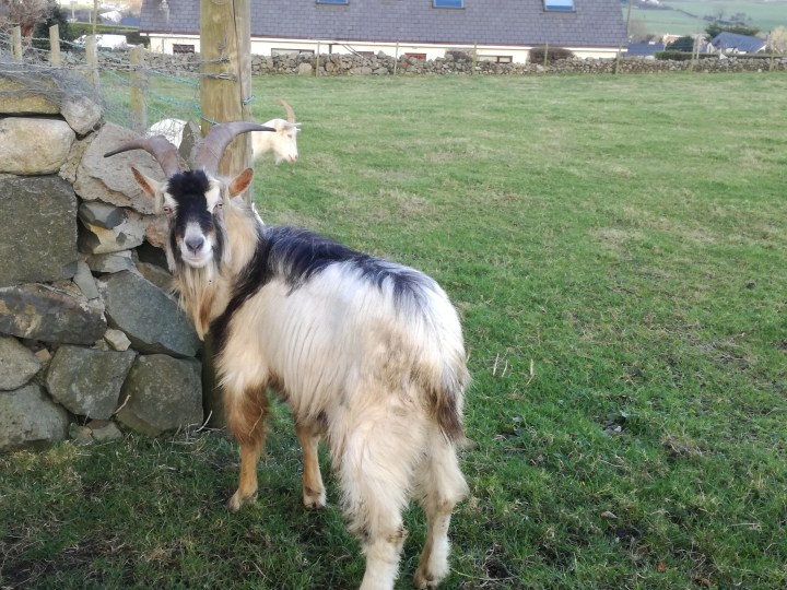 goat.jpg